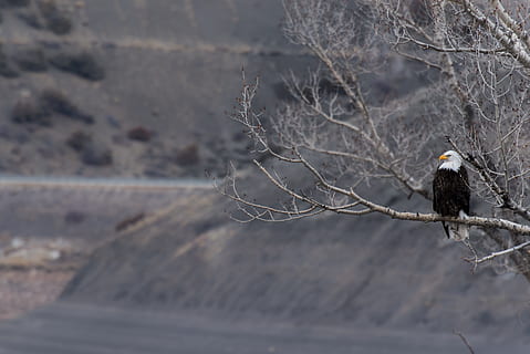 superficiale, fotografia a fuoco, Calvo, aquila, riposo, ramo di un albero, in piedi, bianca, Aquila Nera, albero grigio, pertica, albero, uccello, natura, aquila calva, animale, Stati Uniti d'America, aquila - uccello, animali allo stato selvatico, animali e animali domestici, fauna selvatica, un animale, temi animali, appollaiati, vertebrato, ramo, giorno, uccello rapace, nessuno, concentrarsi sulle conoscenze acquisite, Inquadratura dal basso, all'aperto, pianta, 5K, CC0, dominio pubblico, privo di copyright