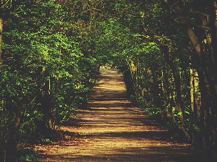 sentiero sterrato, verde, alberi di foglie, desiderato, sentiero, alberi, lato, albero, coperto, marciapiede, giorno, tempo, traccia, natura, foresta, all'aperto, colore verde, strada a corsia unica, pianta, paesaggio, scena rurale, strada, bosco, foglia, estate, nessuno, la strada davanti, crescita, la tranquillità, scena tranquilla, direzione, terra, luce del sole, prospettiva decrescente, fogliame, bellezza nella natura, fogliame lussureggiante, architettura, 4K, CC0, dominio pubblico, privo di copyright