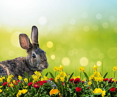brown, rabbit, flower field, closeup, photo, hare, easter, grass, osterglocken, spring, meadow, happy easter, sky, greeting card, easter theme, nature, cute, plant, easter bunny, green, yellow, blue, flower, holidays, customs, flowering plant, animal, beauty in nature, animal themes, mammal, freshness, rabbit - animal, fragility, no people, close-up, one animal, growth, springtime, vulnerability, animal wildlife, field, outdoors, animal ear, flower head, softness, 2K, CC0, public domain, royalty free