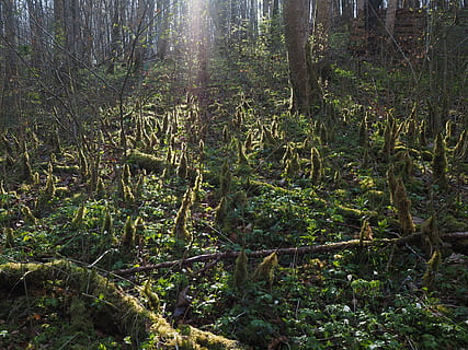 foresta, luce posteriore, muschio, bemoost, sottobosco, crescita del muschio, fouling, albero, pianta, terra, la tranquillità, crescita, bellezza nella natura, natura, nessuno, giorno, scena tranquilla, bosco, scenics - natura, scena non urbana, ambiente, luce del sole, paesaggio, colore verde, tronco, tronco d'albero, all'aperto, foresta pluviale, 4K, CC0, dominio pubblico, privo di copyright