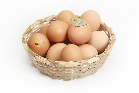 cistella, ous de pollastre, ou, marró, pollets, escotilla, llum, càlid, petit, frisch, eclosionat, Pasqua, tancar, producte natural, ous petits, personalitzat, fusta, fons blanc, menjar i beguda, menjar, contenidor, tir de l'estudi, frescor, tallar, a l'interior, ous d’animals, grup d'objectes, alimentació saludable, cap gent, benestar, natura morta, fragilitat, vulnerabilitat, aliments crus, vímet, 5K, CC0, domini públic, lliure de regalies