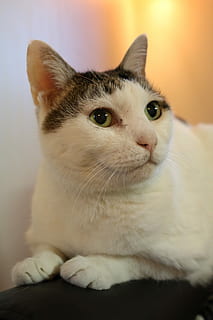Katze, Setz dich, Sie, Hauskatze, Haustiere, katzenartig, ein Tier, Whisker, inländisch, Säugetier, Tier, Tierthemen, Wirbeltier, drinnen, Nahansicht, suchen, Entspannung, keine Leute, Fokus auf den Vordergrund, Wegschauen, Tierkopf, Tierauge, 5K, CC0, gemeinfrei, lizenzfrei
