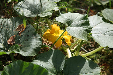 garden, zucchini, garden plot, leaf, nature, plant, plant part, growth, flowering plant, beauty in nature, flower, freshness, fragility, day, green color, vulnerability, close-up, petal, no people, outdoors, flower head, inflorescence, sunlight, 5K, CC0, public domain, royalty free
