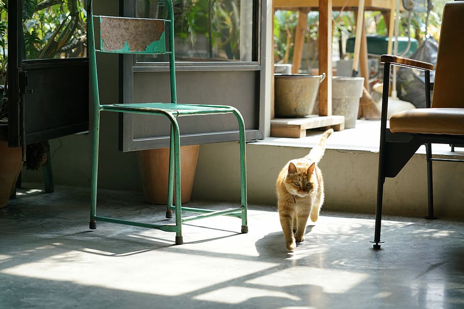 lille værtinde, orange, tabby, kat, grøn, metal stol, indre, dør, åben, skygge, dyre temaer, dyr, et dyr, pattedyr, indenlandske, husdyr, sæde, kæledyr, stol, hvirveldyr, dag, sollys, hund, hunde, ingen mennesker, feline, bord, gulve, sidder, udendørs, flisebelagt gulv, 8K