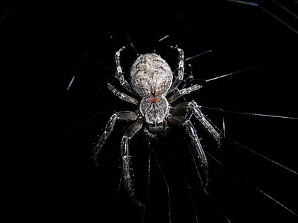 naturalesa, aranya, teranyina, xarxa, insecte, aràcnids, animal, fantasmal, horror, primer pla, vida salvatge, color negre, fòbia, un animal, artròpode, invertebrat, temes d'animals, fragilitat, tir de l'estudi, cap gent, fauna animal, a l'interior, fons negre, animals a la natura, zoologia, part del cos dels animals, cames d’animal, 2K, CC0, domini públic, lliure de regalies