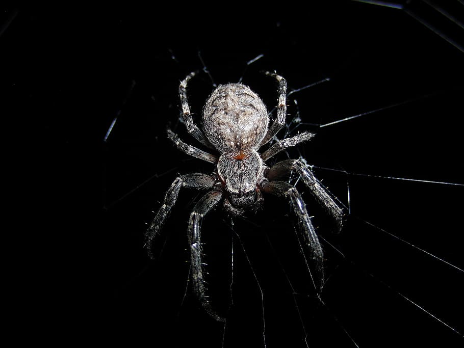 naturalesa, aranya, teranyina, xarxa, insecte, aràcnids, animal, fantasmal, horror, primer pla, vida salvatge, color negre, fòbia, un animal, artròpode, invertebrat, temes d'animals, fragilitat, tir de l'estudi, cap gent, fauna animal, a l'interior, fons negre, animals a la natura, zoologia, part del cos dels animals, cames d’animal, 2K