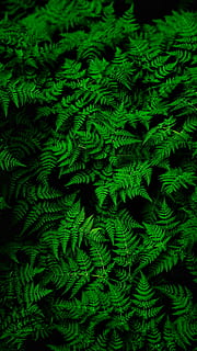 Grün, Blatt, Natur, grüne Farbe, Hintergründe, Vollbild, Farn, Wachstum, keine Leute, Pflanze, Nahansicht, Muster, Pflanzenteil, Tag, Schönheit in der Natur, High Angle View, Frische, üppiges Laub, Laub, natürliches Muster, draußen, 2K, CC0, gemeinfrei, lizenzfrei