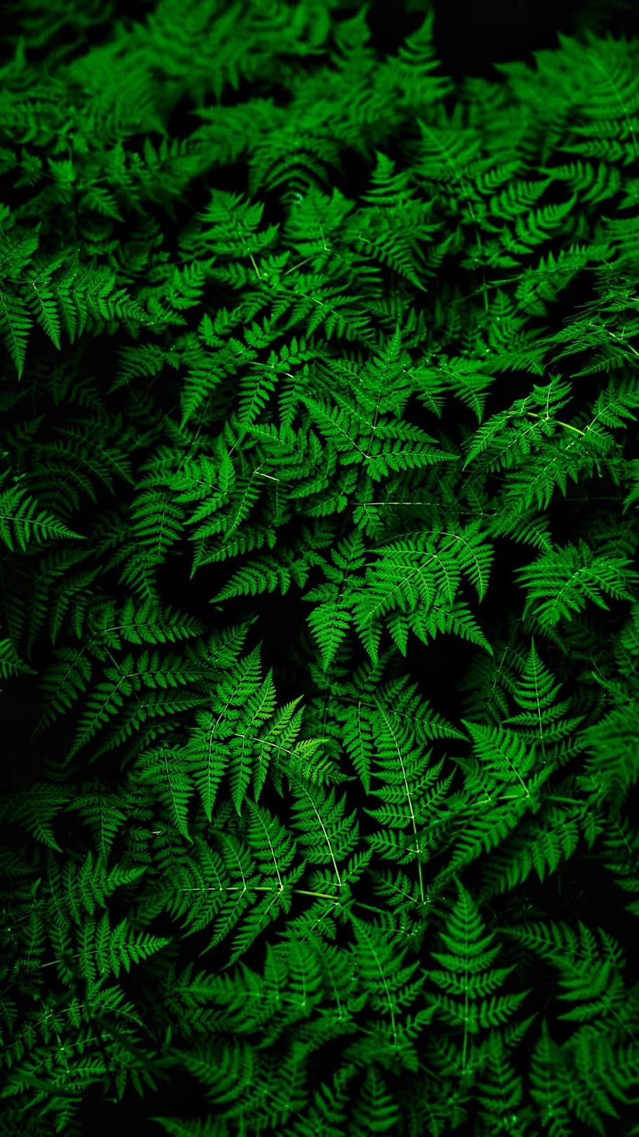 Grün, Blatt, Natur, grüne Farbe, Hintergründe, Vollbild, Farn, Wachstum, keine Leute, Pflanze, Nahansicht, Muster, Pflanzenteil, Tag, Schönheit in der Natur, High Angle View, Frische, üppiges Laub, Laub, natürliches Muster, draußen, 2K