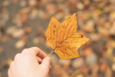tulipanblad, tulipan, træblad, natur, efterår, blad, gul, sæson, udendørs, oktober, Skov, orange farve, træ, ahorntræ, plante, guldfarvet, multi farvet, tæt på, farvebillede, rød, faldende, farver, levende farve, menneskelig hånd, lave om, menneskelig kropsdel, en person, hånd, plante del, bedrift, fokus på forgrunden, rigtige mennesker, uigenkendelig person, dag, personlige perspektiv, tør, kropsdel, ahorn blad, finger, blade, efterårssamling, menneskelig lem, 4K, CC0, offentligt domæne, royaltyfrie