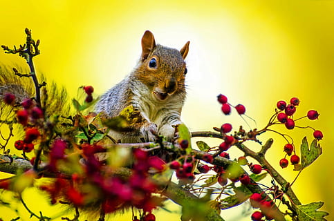 selectiu, foto del focus, gris, marró, esquirol, vermell, baies, a l'aire lliure, fons de pantalla, arbre, natural, parc, mamífer, verd, curiós, tardor, cua, agut, capturat, adorable, espessa, la vida, escapar, pell, criatura, estiu, saltar, un, esponjós, bonic, petit, divertit, menjar, fusta, bosc, correr, habitat, animal, naturalesa, temes d'animals, un animal, planta, flor, planta amb flors, rosegador, fauna animal, cap gent, animals a la natura, vertebrats, primer pla, creixement, bellesa a la natura, groc, frescor, 1080P, CC0, domini públic, lliure de regalies