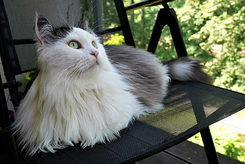 siberian kat, observation, Bemærk, kæledyr, indenlandske kat, et dyr, husdyr, stol, ingen mennesker, indenlandske, dyr, sæde, dyre temaer, pattedyr, kat, feline, hvirveldyr, lempelse, hvid farve, bord, sidder, fokus på forgrunden, hår, bakkenbart, perser kat, 4K, CC0, offentligt domæne, royaltyfrie