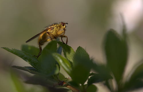 Insecta, våd, bopæl, blad, hvile, dyr, et dyr, dyre temaer, plante, insekt, tæt på, dyr i naturen, hvirvelløse, dyreliv, natur, plante del, selektiv fokusering, ingen mennesker, skønhed i naturen, vækst, udendørs, fokus på forgrunden, grøn farve, dag, bægerblad, 2K, CC0, offentligt domæne, royaltyfrie