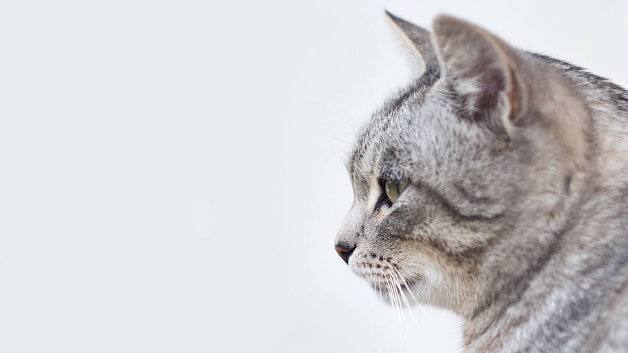 Brun, sort, kat, feline, kæledyr, killing, kitty, nuttet, indenlandske, profil, ansigt, lodne, yndig, et dyr, hvid baggrund, studio skud, dyre temaer, grå, indenlandske kat, sidebillede, tæt på, ingen mennesker, dyr, pattedyr, husdyr, kopiere plads, leder, profilvisning, indendørs, dyr hoved, bakkenbart, tabby, 4K