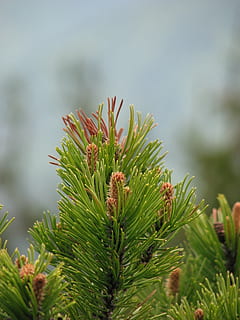 Kiefer, Baum, Zapfen, Freude, Wachstum, Pflanze, grüne Farbe, Fokus auf den Vordergrund, Tag, Nahansicht, Natur, Schönheit in der Natur, keine Leute, Nadelbaum, Ruhe, Blatt, Pflanzenteil, draußen, Nadel - Pflanzenteil, selektiver Fokus, Ast, Pinaceae, Tannenbaum, stachelig, 1080P, CC0, gemeinfrei, lizenzfrei