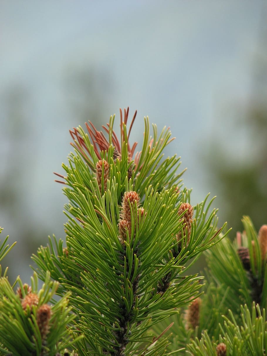 Kiefer, Baum, Zapfen, Freude, Wachstum, Pflanze, grüne Farbe, Fokus auf den Vordergrund, Tag, Nahansicht, Natur, Schönheit in der Natur, keine Leute, Nadelbaum, Ruhe, Blatt, Pflanzenteil, draußen, Nadel - Pflanzenteil, selektiver Fokus, Ast, Pinaceae, Tannenbaum, stachelig, 1080P