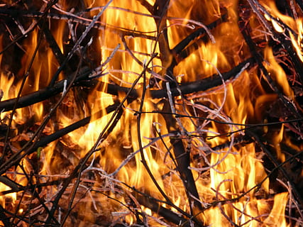 fogo, queimando, quente, chama, madeira, fogo, ardente, caloroso, calor - temperatura, natureza, fechar-se, ao ar livre, ninguém, fogo - fenômeno natural, árvore, origens, cor laranja, fogueira, registro, quadro completo, madeira - material, brilhando, plantar, 4K, CC0, domínio público, royalty free