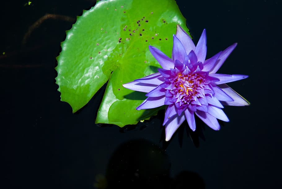 flor, sombra, flores, natureza, árvore, flor crescente, Rosa, pa, brilhante, por natureza, folhas de outono, plantar, verde, jardim, exterior, Tour, lótus, fundo, papel de parede, folha de lótus, cores de lótus, lótus roxo, Plantas aquáticas, roxa, proibição de bua, agua, lagoa, lótus rosa, lótus vermelhos, lago dos lótus, bacia de lótus, planta com flores, frescura, fragilidade, vulnerabilidade, cabeça de flor, pétala, tiro do estúdio, fechar-se, beleza na natureza, inflorescência, fundo preto, crescimento, cor verde, ninguém, primavera, flutuando na água, pólen, 4K