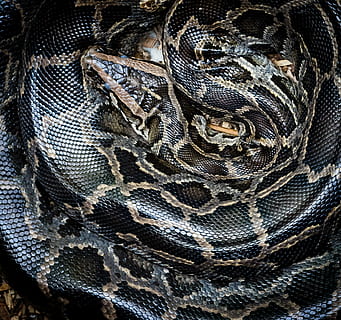 fotografia de primer pla, negre, marró, serp, python, vida salvatge, animal, naturalesa, depredador, pell, constrictor, zoo, tropical, zoologia, jungla, rèptil, temes d'animals, un animal, fauna animal, cap gent, vertebrats, primer pla, fons, marc complet, animals a la natura, patró, part del cos dels animals, escala d’animals, textura, marques d’animals, a l'interior, pell d’animals, tèxtil, cap d’animals, 1080P, CC0, domini públic, lliure de regalies