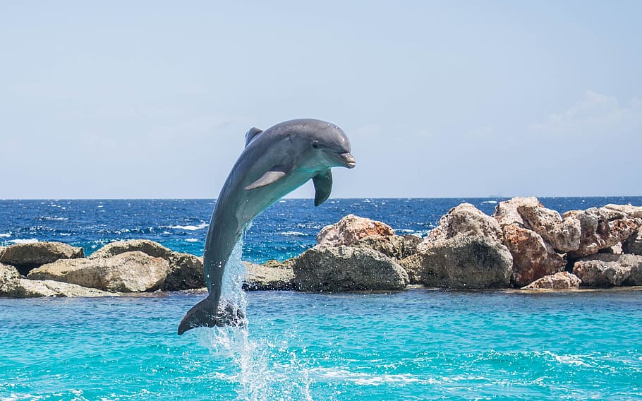 mostrant, acrobàcies, assolellat, cel, dofí, aquari, saltar, peix, animal, oceà, aigua, la vida, mar, marí, blau, mamífer, vida salvatge, aquàtics, salvatge, naturalesa, nedar, diversió, piscina, juganer, humit, fin, jugant, espectacle, un animal, esquitxades, fauna animal, moviment, temes d'animals, horitzó sobre l’aigua, animals a la natura, horitzó, rock - object, la vida marina, sota l'aigua, mamífer aquàtic, dia, rock, cap gent, 2K