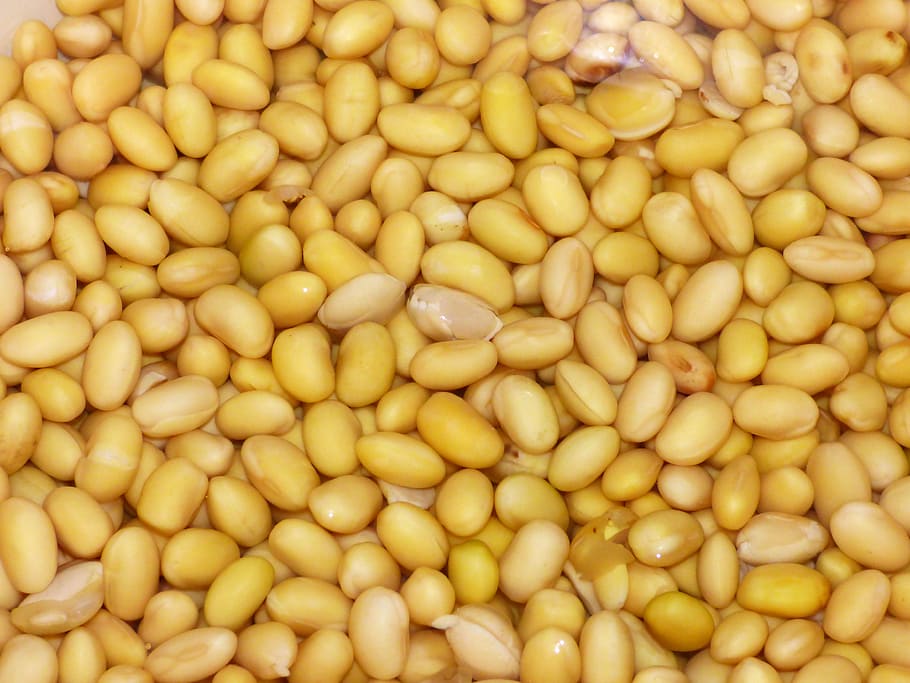 lot de mongetes grogues, soja, mongetes, groc, verdures, soja, mongetes, fons, menjar i beguda, marc complet, menjar, gran grup d'objectes, alimentació saludable, benestar, abundància, frescor, cap gent, a l'interior, vegetals, mongeta, mercat, cigró, primer pla, natura morta, vista d’angle alt, blat de moro, llavor, família de llegums, blat de moro dolç, 4K