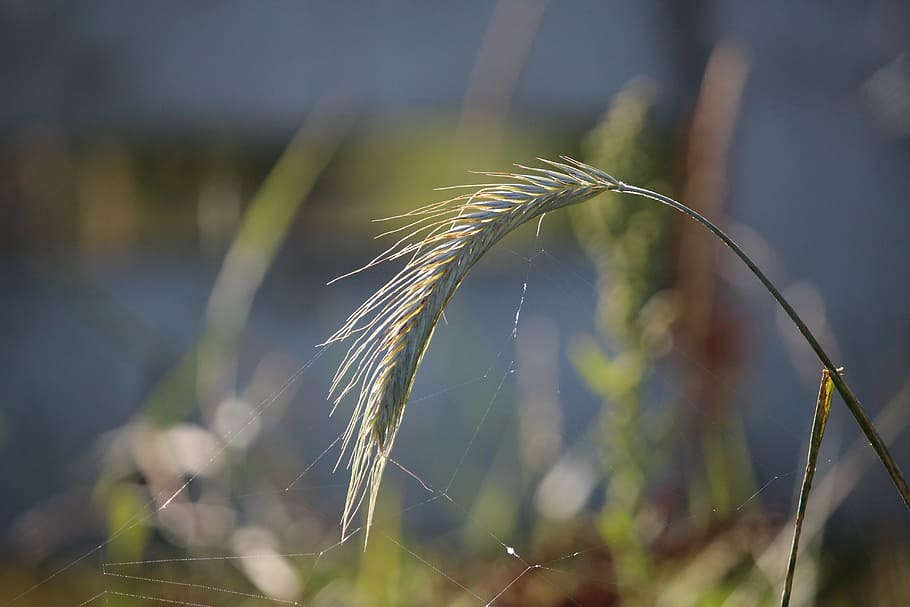 segale, orecchio, erba, cereali, pianta, segale nutriente, crescita, concentrarsi sulle conoscenze acquisite, natura, nessuno, agricoltura, avvicinamento, giorno, bellezza nella natura, terra, raccolto, la tranquillità, campo, messa a fuoco selettiva, pianta di cereali, all'aperto, colore verde, luce del sole, Grano, filo d'erba, 5K