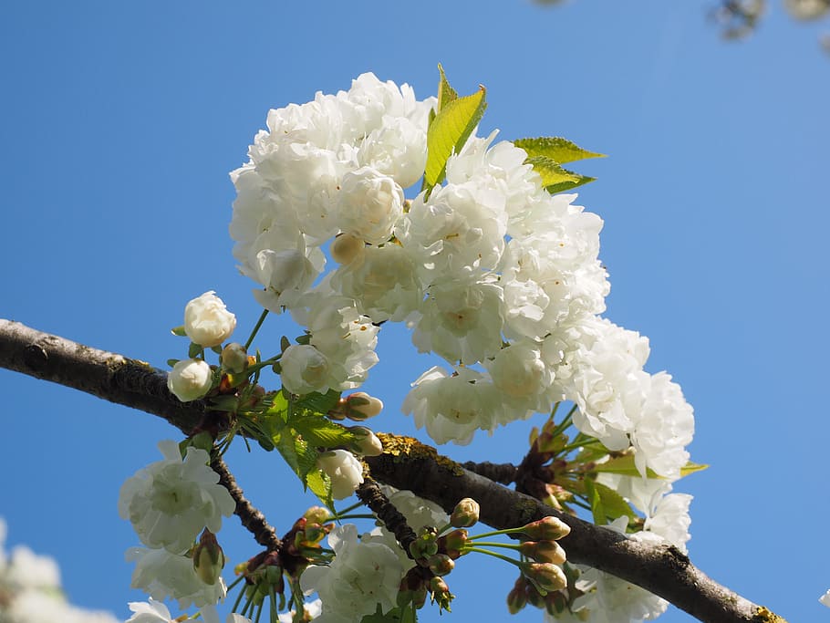 flor de cirerer, blanc, cirera, primavera, flor, florir, flor blanca, arbre, branques de flors, herrlich, desbordant, exuberant, blütenmeer, arbre de flors, dia d’estiu, dia assolellat, planta, planta amb flors, fragilitat, vulnerabilitat, cel, creixement, Color blanc, frescor, bellesa a la natura, vista d’angle baix, naturalesa, primer pla, branca, dia, pètal, cel clar, cap gent, cap de flor, a l'aire lliure, cirerer, Ram de flors, 4K
