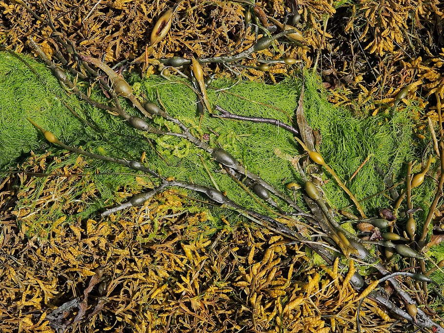 seaweed, sea, weed, algae, marine, food, wet, pool, natural, green, rock pool, seaside, wrack, plant, green color, growth, land, nature, no people, tree, tranquility, day, plant part, beauty in nature, leaf, outdoors, high angle view, field, forest, grass, branch, moss, close-up, swamp, 4K