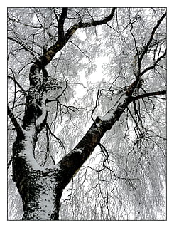 lav, vinkel billede, træ, dækket, sne, vinter, frost, is, kold, isnende, vinter magi, rimfrost, Frosset, vinterlige, natur, afdeling, snedækket, vinterdrøm, træstammer, vinterstemning, vinter skov, vinterdag, plante, overfør print, automatisk postproduktionsfilter, bare træ, træstamme, bagagerum, ingen mennesker, lav vinkel visning, dag, udendørs, ro, himmel, skønhed i naturen, vækst, fuld ramme, Skov, bark, træ baldakin, 2K, CC0, offentligt domæne, royaltyfrie