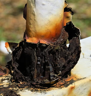 oxidado, moho, planchar, antiguo, guadalupe, enviar, de cerca, nadie, día, centrarse en primer plano, naturaleza, ardiente, calor - temperatura, fuego, fuego - fenómeno natural, al aire libre, de color negro, llama, quemado, árbol, sólido, material de madera, tierra, áspero, texturizado, 2K, CC0, dominio público, libre de derechos
