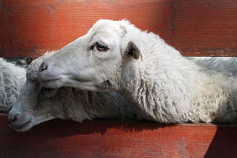 dues ovelles blanques, dos, blanc, cabres, durant el dia, regular, dia, zoo, ovelles, animal, granja, bestiar, llana, mamífer, agricultura, xai, escena rural, bonic, animals domèstics, un animal, temes d'animals, mascotes, cap gent, gos, nacional, caní, relaxació, a l'interior, Color blanc, estirat, vertebrats, mirant cap a fora, primer pla, mirant, mobles, descans, cap d’animals, contemplació, 4K, CC0, domini públic, lliure de regalies