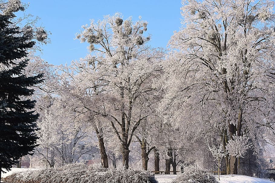 verd, planta de con de pi, a l'aire lliure, hivern, arbres, humor d'hivern, neu, fred, arbre, naturalesa, temporada, planta, bellesa a la natura, dia, temperatura de fred, branca, cel, creixement, cap gent, tranquil·litat, arbre nu, arquitectura, cel clar, parc, Color blanc, 2K