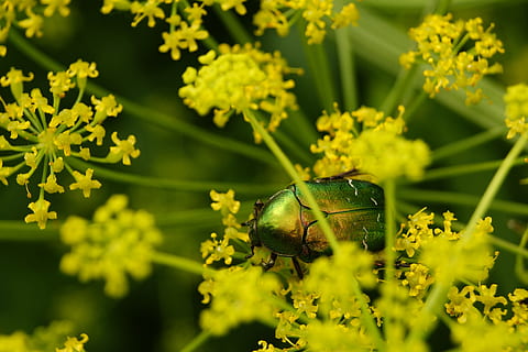 ワーム, 昆虫, カブトムシ, マクロ, 自然, 翼, 甲虫, 庭園, ズーム, 光沢のある, マイバグ, 緑, 赤, feb, 花, 開花植物, 一匹の動物, 工場, 動物のテーマ, 緑色, 野生の動物, 無脊椎動物, 動物, 成長, 動物の野生動物, 自然の美しさ, 閉じる, 脆弱性, もろい, セレクティブフォーカス, 無人, 鮮度, 動物の羽, 屋外, フラワーヘッド, 受粉, 蝶 - 昆虫, 2K, CC0, パブリックドメイン, ロイヤリティフリー