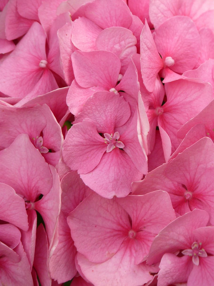 ortensia, hortensia macrophylla, ortensia, ortensia macrophylla, arbust ornamental, rosa, flor, florir, jardí de flors, flora, bale stock, color rosa, marc complet, cap gent, fons, peònia, planta amb flors, fragilitat, vulnerabilitat, frescor, planta, pètal, primer pla, inflorescència, cap de flor, bellesa a la natura, creixement, naturalesa, a l'aire lliure, dia, botànica, 2K