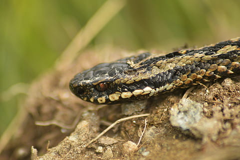 vipera, serpente, natura, temi animali, un animale, rettile, animale, fauna selvatica, vertebrato, animali allo stato selvatico, parte del corpo animale, avvicinamento, testa di animale, scala animale, nessuno, cartello, comunicazione, segnale di pericolo, occhio, occhio animale, giorno, all'aperto, velenoso, bocca animale, lingua animale, aggressione, foresta pluviale, foresta pluviale tropicale, 5K, CC0, dominio pubblico, privo di copyright