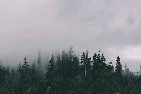 nebbia, copertura, pineta, natura, foresta, albero, paesaggio, Paesaggi, all'aperto, Pino, bosco, cielo, bellezza nella natura, nessuno, la tranquillità, pianta, crescita, scenics - natura, scena tranquilla, terra, scena non urbana, giorno, ambiente, nuvola - cielo, colore verde, bosco di pini, albero di conifere, 4K, CC0, dominio pubblico, privo di copyright