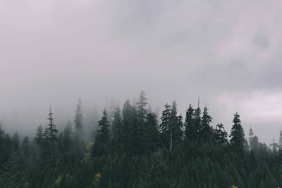 nebbia, copertura, pineta, natura, foresta, albero, paesaggio, Paesaggi, all'aperto, Pino, bosco, cielo, bellezza nella natura, nessuno, la tranquillità, pianta, crescita, scenics - natura, scena tranquilla, terra, scena non urbana, giorno, ambiente, nuvola - cielo, colore verde, bosco di pini, albero di conifere, 4K