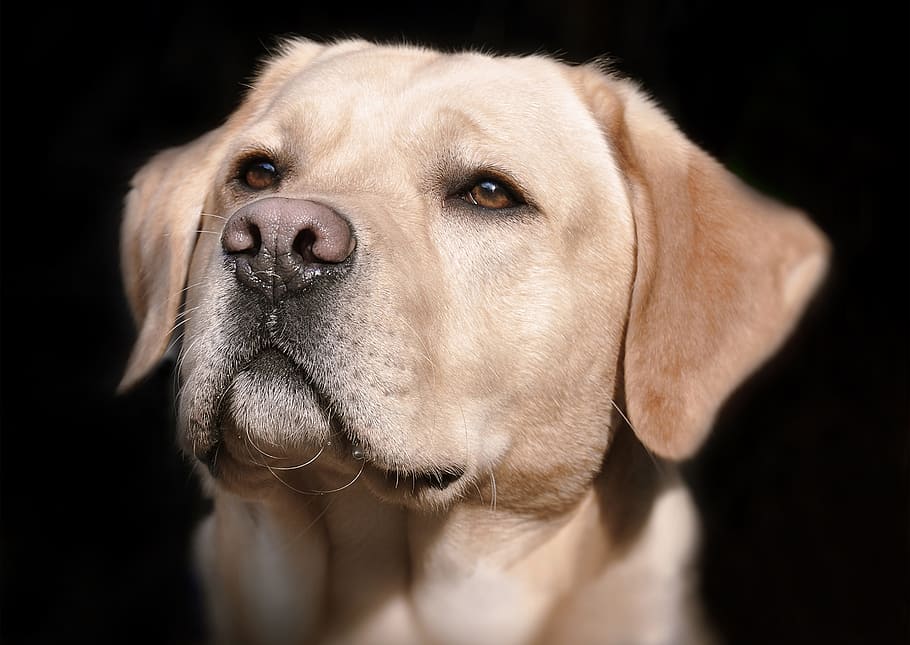 adult, groc, labrador retriever, foto del focus, Labrador, cap, infern, gos, animal, tancar, mascota, musell, abric brillant, retrat, amic, vista, ulls marrons, ros, nas del gos, protector, bo, nas, refugi d'animals, benestar animal, gos domèstic, orelles, retrat animal, estimada, aspecte de gos, carrera, pell, cap de gos, masculí, caní, animals domèstics, mascotes, mamífer, un animal, nacional, fons negre, part del cos dels animals, tir de l'estudi, primer pla, a l'interior, mirant, gent, nas animal, gos de pura raça, ull d’animals, bigotis, 2K