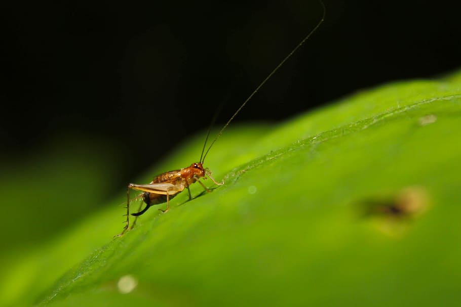 insecto, Grillo, insecto hoja, naturaleza, hoja, macro, fauna silvestre, verde, antena, criatura, natural, color, hierba, salvaje, pequeña, temas de animales, animales en la naturaleza, un animal, color verde, fauna animal, invertebrado, animal, parte de la planta, de cerca, enfoque selectivo, nadie, parte del cuerpo del animal, saltamontes, planta, zoología, al aire libre, antena animal, pierna animal, brizna de hierba, 4K