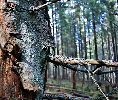 árbol, ladrar, bosque, factura, liquen, el ladrido, madera, musgo, tronco de arbol, día, al aire libre, nadie, naturaleza, planta, centrarse en primer plano, el maletero, material de madera, tierra, crecimiento, de cerca, fauna animal, animal, temas de animales, rama, texturizado, animales en la naturaleza, 2K, CC0, dominio público, libre de derechos