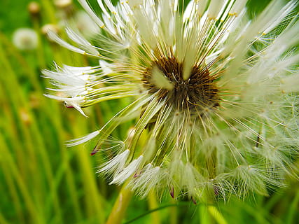 tanaman liar berbunga kuning cerah, bulu halus, makro, dandelion, luntur, putih, bunga, hijau, padang rumput, dandelion pudar, rumput, detail, biji, coklat, menanam, halaman rumput, medis, bunga-bunga, tanaman berbunga, kesegaran, keindahan di alam, kerapuhan, pertumbuhan, kerentanan, merapatkan, alam, kepala bunga, tidak ada orang, fokus selektif, warna hijau, hal berkembang, warna putih, hari, fokus pada latar depan, di luar rumah, musim semi, biji dandelion, serbuk sari, 4K, CC0, domain publik, bebas royalti