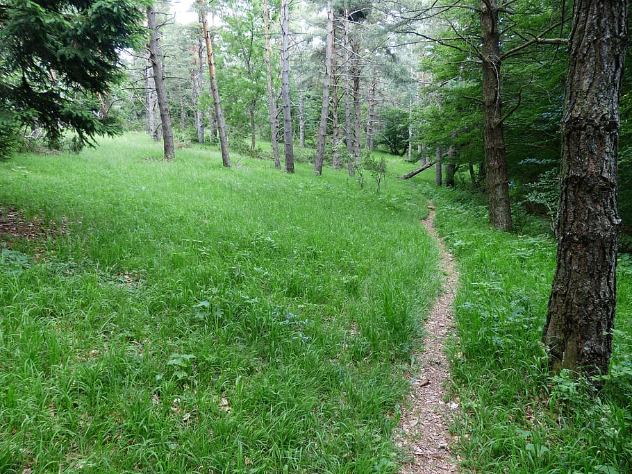 bosc, Camí, ruta, caminada, camí forestal, wegchen, senderisme, camí migratori, verd, prat, naturalesa, arbre, herba, color verd, tronc de l'arbre, planta, terra, tranquil·litat, creixement, bellesa a la natura, tronc, escena tranquil·la, dia, cap gent, direcció, escenics - natura, sendera, escena no urbana, paisatge, a l'aire lliure, 4K