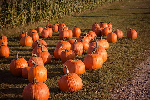 photography, pumpkins, ground, daytime, bunch, green, gras, orange, green grass, pumpkin, autumn, halloween, orange Color, agriculture, vegetable, farm, pumpkin Patch, crop, october, season, nature, outdoors, rural Scene, hay, field, gourd, harvesting, no People, thanksgiving, food, plant, food and drink, celebration, land, grass, large group of objects, landscape, healthy eating, day, jack o' lantern, organic, 5K, CC0, public domain, royalty free