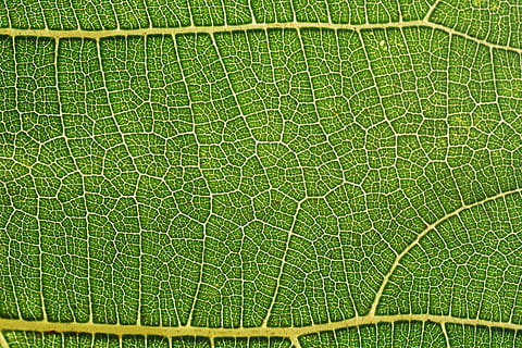 Makrofoto, Grün, Blatt, Feigenblatt, Struktur, Hintergrund, Blattadern, Venen, Textfeld, Natur, Gegenlicht, schließen, Makro, liefern, frisch, Textur, grüne Farbe, Vollbild, Hintergründe, Nahansicht, Pflanze, keine Leute, Pflanzenteil, Schönheit in der Natur, texturiert, Blattvene, Wachstum, Muster, natürliches Muster, extreme Nahaufnahme, draußen, Tag, Baum, Struktureffekt, abstrakte Hintergründe, 5K, CC0, gemeinfrei, lizenzfrei