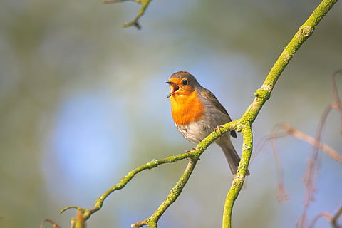 marró, gris, ocell, verd, branca, ocell petit, cantar, robin, tancar, ocell de jardí, petit, canta, estètic, ocells cants, naturalesa, animal, vida salvatge, a l'aire lliure, temes d'animals, fauna animal, un animal, animals a la natura, vertebrats, posat, planta, centrar-se en primer pla, dia, arbre, cap gent, primer pla, bellesa a la natura, 4K, CC0, domini públic, lliure de regalies