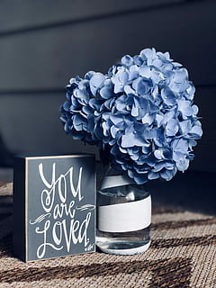 biru, bunga-bunga, vas kaca, dicintai, lempeng, ungu, bunga hydrangea, tanaman berbunga, bunga, menanam, alam, keindahan di alam, teks, kesegaran, vas, merapatkan, kepala bunga, hal berkembang, tidak ada orang, kerentanan, meja, dalam ruangan, kerapuhan, daun bunga, wadah, dekorasi, seikat bunga, merangkai bunga, kelembutan, buket, 4K, CC0, domain publik, bebas royalti