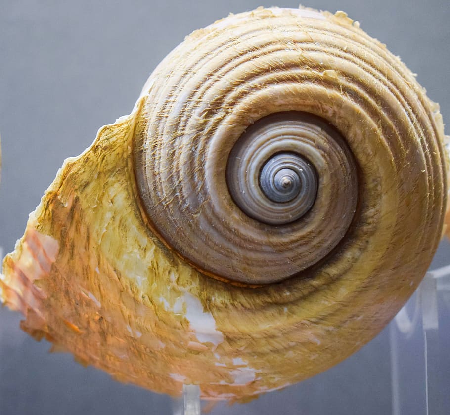 shell, naturalesa, petxina de mar, vida salvatge, mar, museu del thalassa, ayia napa, Xipre, primer pla, espiral, cap gent, un animal, temes d'animals, closca d’animals, patró, fauna animal, a l'interior, patró natural, mol·lusc, cargol, natura morta, animal, gasteròpode, invertebrat, centrar-se en primer pla, bellesa a la natura, groc, sol objecte, 4K