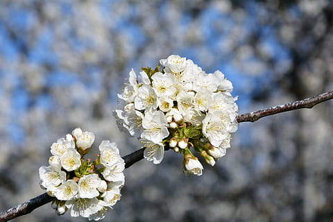 ciliegia, fiore, rametto, primavera, natura, fiori di primavera, giardino, macro, vicino, pianta, tacchino, macro chichewa, germoglio, colpi di dettaglio, sfondo, bellissimo, chichewa primavera, bianca, cielo, incidentalmente primavera, fiori bianchi, ramo di ciliegio, pianta fiorita, fragilità, vulnerabilità, freschezza, bellezza nella natura, concentrarsi sulle conoscenze acquisite, avvicinamento, crescita, fiorire, albero, Colore bianco, giorno, testa di fiore, infiorescenza, petalo, ramo, fiore di ciliegio, nessuno, all'aperto, polline, ciliegio, fiore di pruno, 5K, CC0, dominio pubblico, privo di copyright