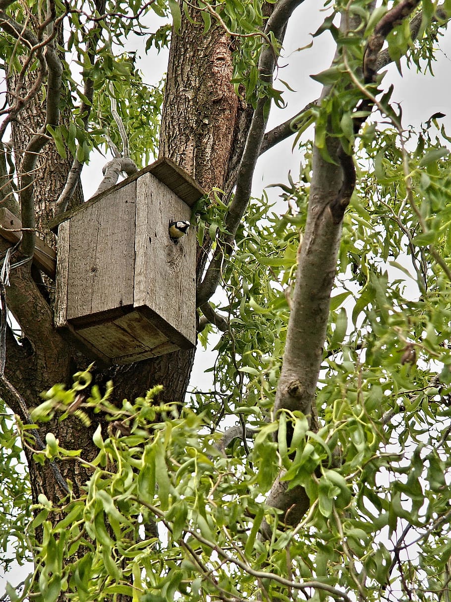 umět, stánek, pták, tit, strom, zkroucené vrby, nikdo, den, kmen stromu, venku, dřevo - materiál, rostlina, ptačí budka, Příroda, kufr, nízký úhel pohledu, růst, větev, list, rostlinné části, zelená barva, stavba, architektura, slunečního světla, závěsný, 1080P