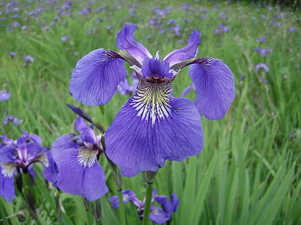 alaska, iris, camps, porpra, flor, verd, prat, naturalesa, planta, estiu, blau, planta amb flors, frescor, bellesa a la natura, fragilitat, creixement, vulnerabilitat, pètal, primer pla, cap de flor, inflorescència, cap gent, centrar-se en primer pla, camp, color verd, botànica, dia, a l'aire lliure, primavera, iris - planta, suavitat, 2K, CC0, domini públic, lliure de regalies