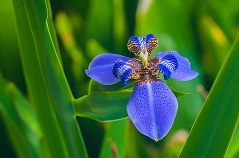 iris, bandiera, botanica, fiore, fiorire, fioritura, infiorescenza, flora, Fiore di campo, natura, macro, pianta, blu, avvicinamento, colore, vivace, pianta fiorita, bellezza nella natura, freschezza, vulnerabilità, fragilità, testa di fiore, petalo, crescita, nessuno, viola, concentrarsi sulle conoscenze acquisite, iris - pianta, un animale, polline, impollinazione, marino, 4K, CC0, dominio pubblico, privo di copyright